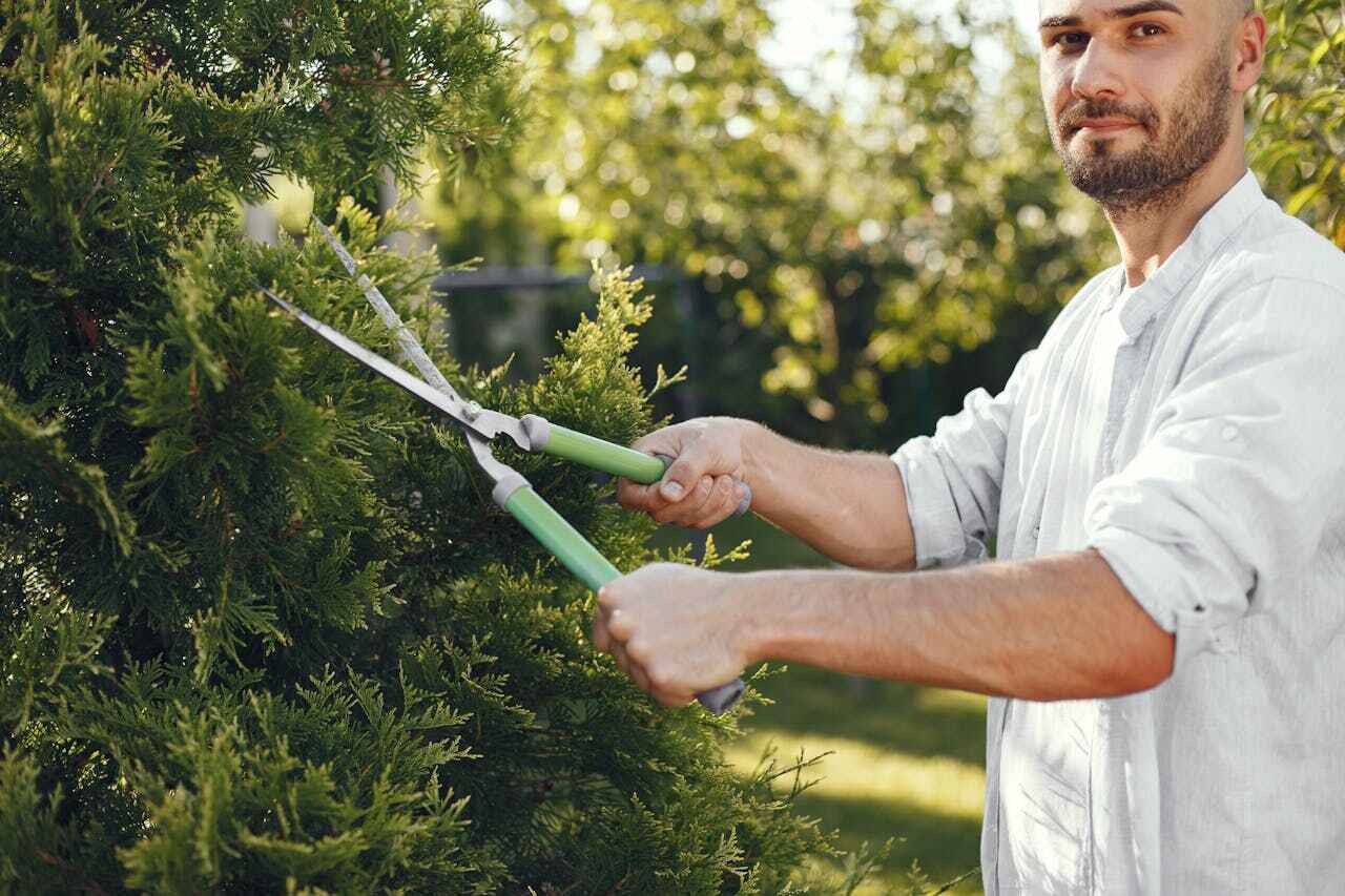 Tree Removal for Businesses in Bellair Meadowbrook Terrace, FL